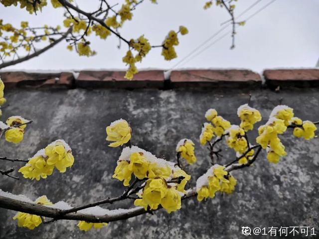 20种耐寒花，-15度冻不死，冻一冻长更好