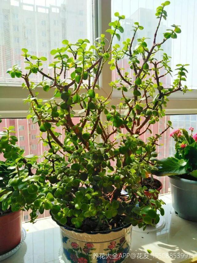 11月，千万别买这种花，养不活惹一肚子气