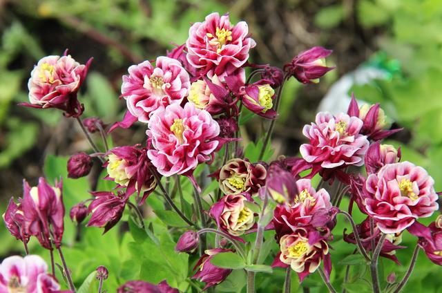 欧耧斗菜 Aquilegia vulgaris