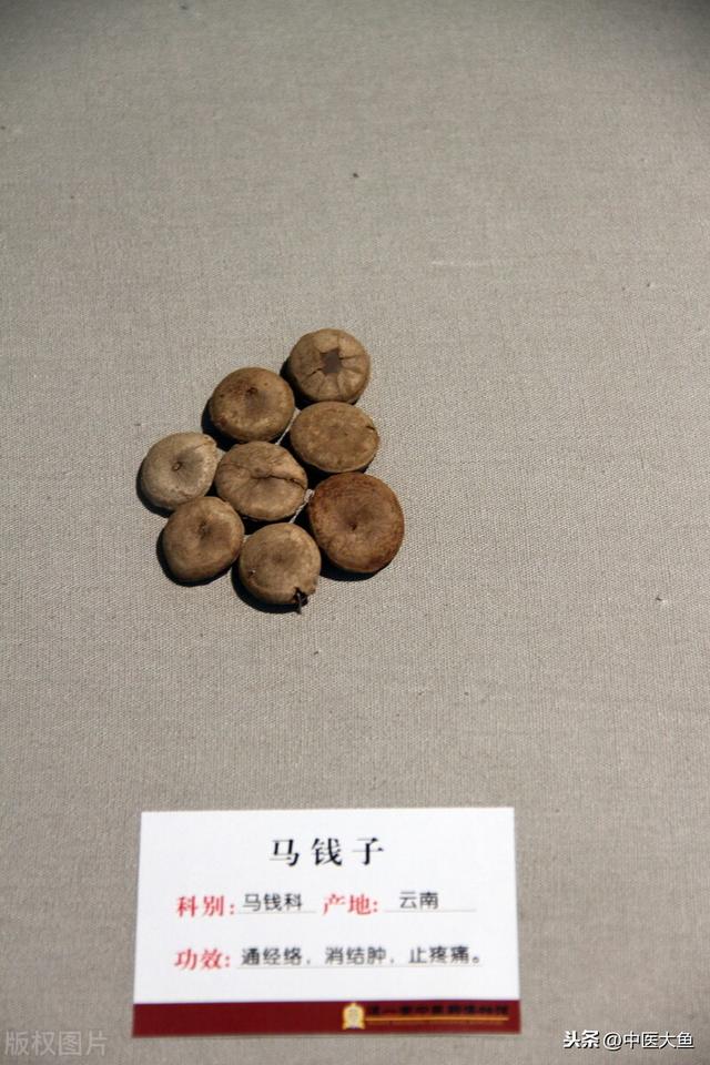 张廷模中药学讲稿 55 鸡血藤 蜇虫 铜 苏木 骨碎补 莪术