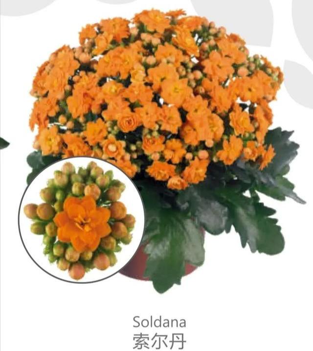 索尔丹:羽叶橙色,开花2-3层,刚开花是浅黄色,随后慢慢变成橙色.
