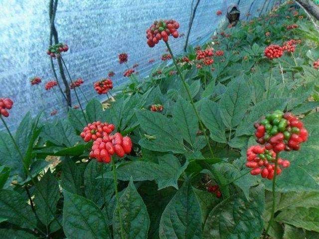 神农本草图经，薯蓣 菊花 甘草 人参 石斛 石龙芮