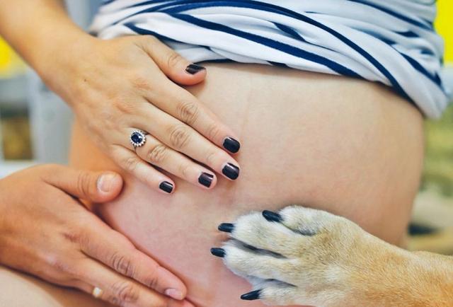 [你的育儿经]怀孕期间不能养宠物，容易被感染弓形虫？其实注意这几点就可以了