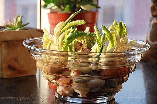 水仙花|水仙竟然只开花不结果？原因在此