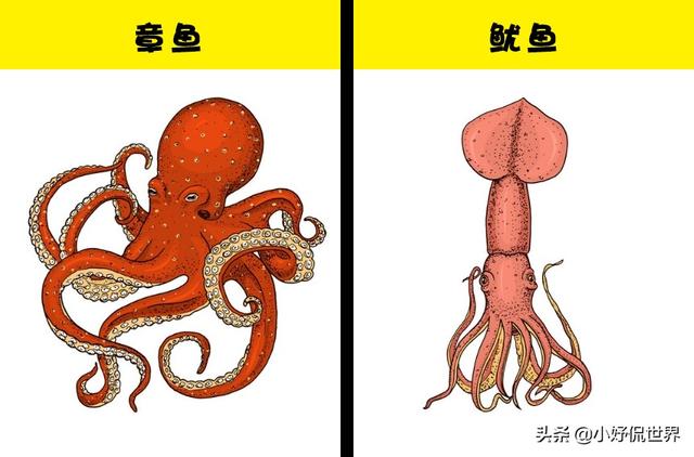 4,章鱼和鱿鱼