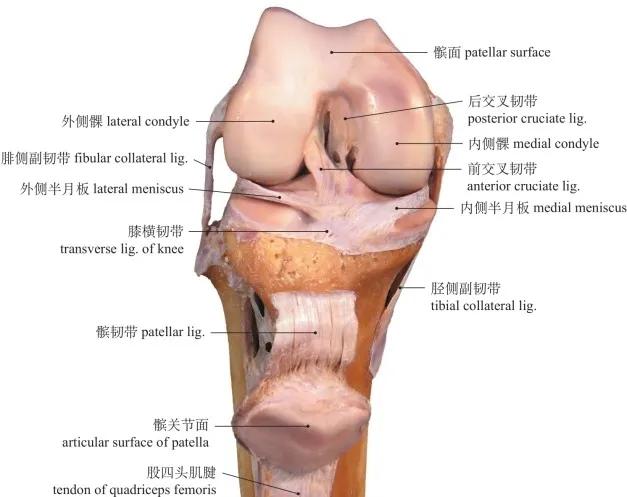 高清图谱 :运动系统：骨连结