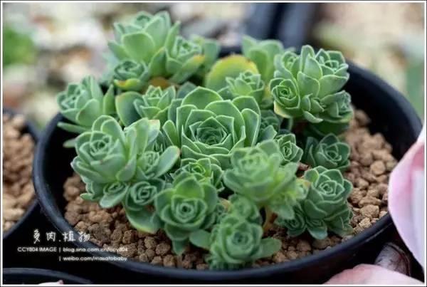 植物|梅雨季节，多肉也“齁势”，养护要点要记牢