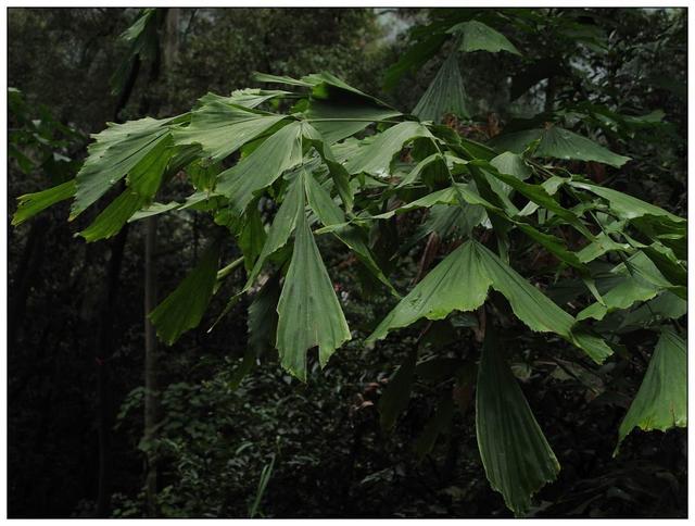 8种大叶子观叶绿植，叶子翠绿有光泽，调节湿润度家里仿佛小森林