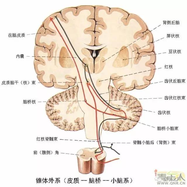 WoW，最全神经系统解剖图来了