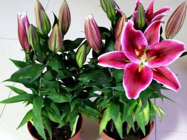 盆栽百合：将6个地方把控到位，开花又大又美、香味还持久