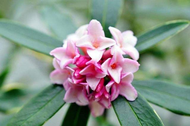 3种耐寒花，冬天养很省心，开花香喷喷寓意好