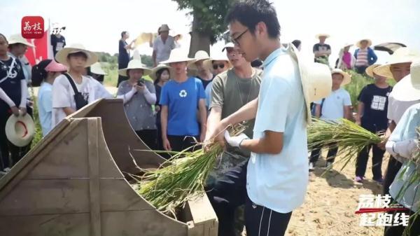 政法|不一般的暑假！长沙一中学800名高中生下农田割稻插秧