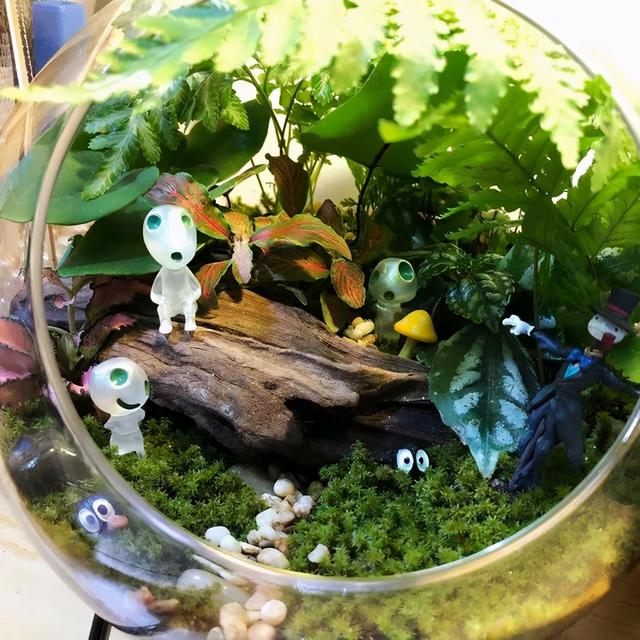 路边野草，种盆里变成值钱盆景，超好养还好看