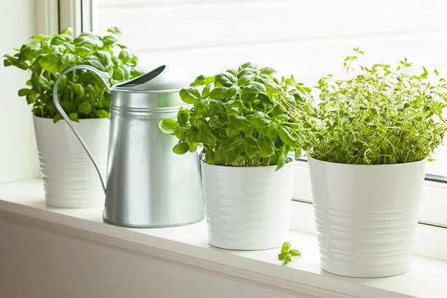 「你的育儿经」一盆绿植竟让孩子踏入“鬼门关”！这些植物有毒，别养