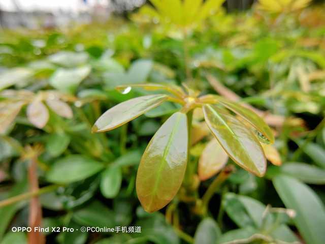 勇哥科技▲Find X2 Pro实测：全能旗舰无短板，定制大底显现强悍拍照实力