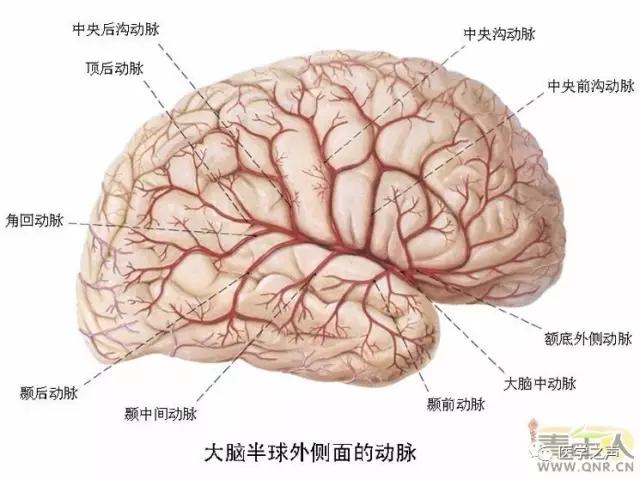 WoW，最全神经系统解剖图来了