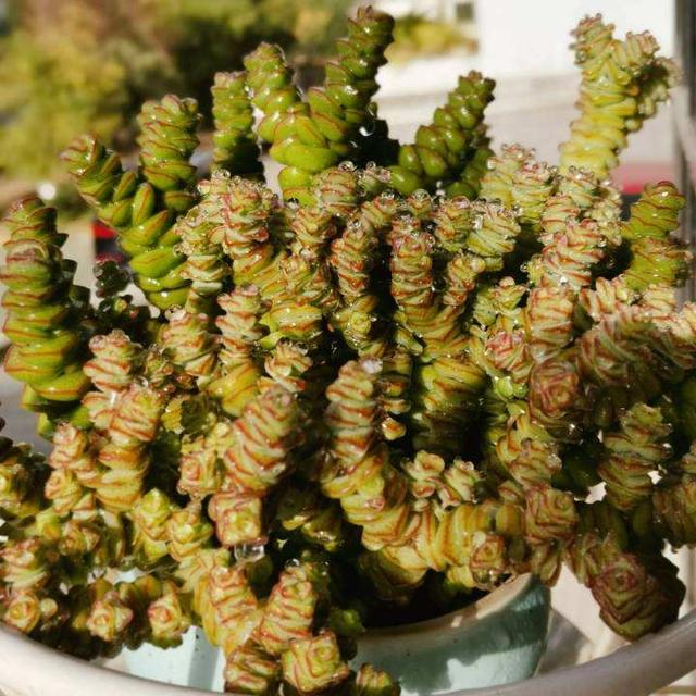 精致有质感的钱串，冬天养护注意4点，株型矮壮叶子胖嘟嘟