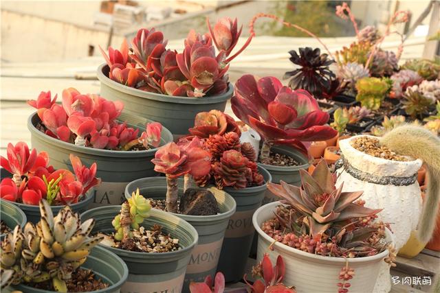 唐印，从绿得像菜，到红得真萌