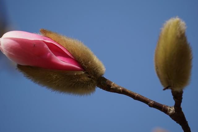 玉兰|再破白玉兰早开新纪录！上海植物园今年首波玉兰绽放