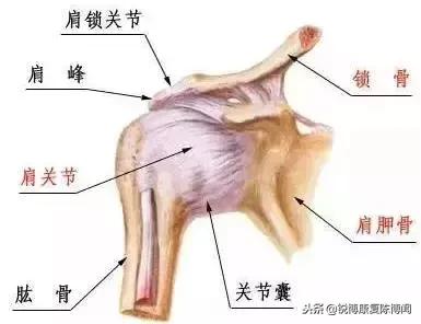 弹响|肩膀总是咔咔响？——别担心，快看这份解决秘籍！