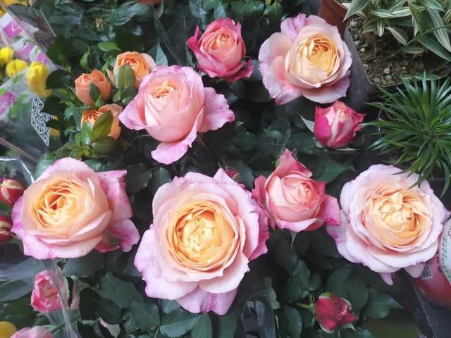 市场|春天在哪里？来杨浦这个花鸟市场找找春天的颜色