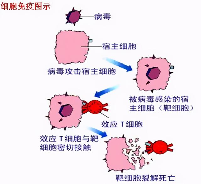 辉瑞COVID-19疫苗组惊现4例面瘫，是不良反应？