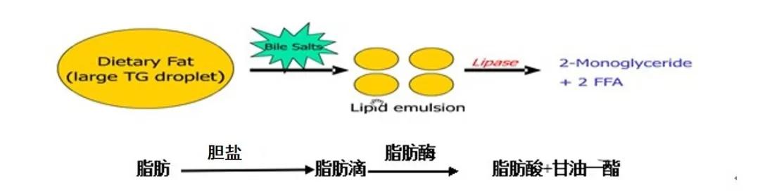 胆囊切除之后还会有胆汁吗？胆汁到底从哪里来，到哪里去？