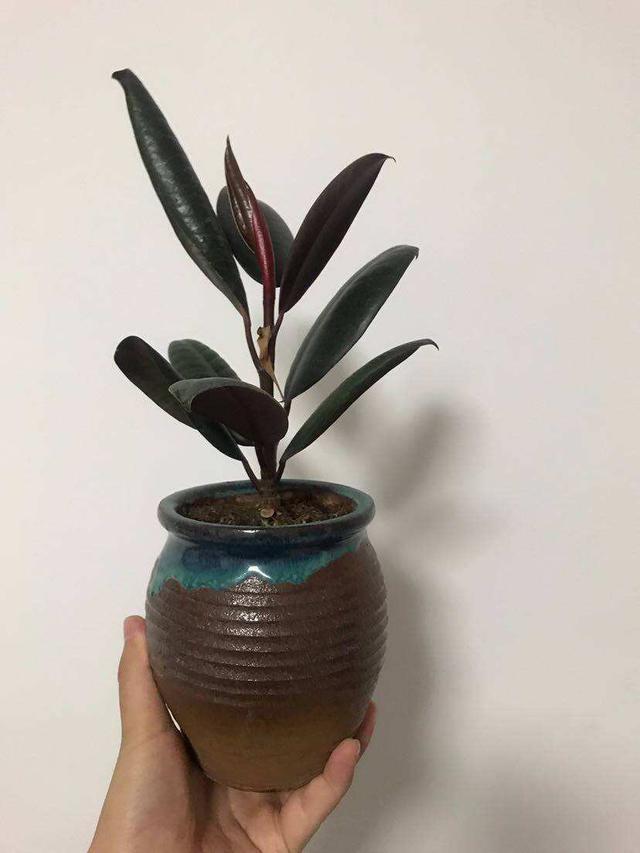 橡皮树叶子总变黄不够亮，不担心，学会3个方法后叶子返青快