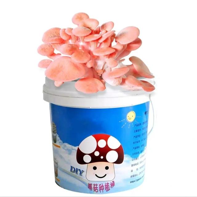你的育儿经|家有小“贤”人