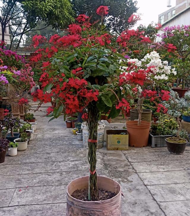 它叫“红雪花”，满枝“红花”更惊艳，适合养在院子里