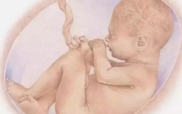 超级宝妈|胎儿在孕妈肚子里有“三怕”,早中晚3个阶段,妈妈要多加注意