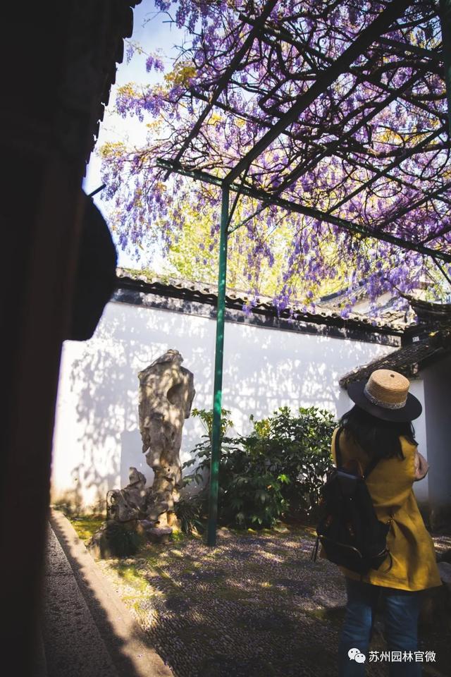 『玩乐足迹』去打卡!苏州园林紫藤花开,如梦的人间四月天来啦~