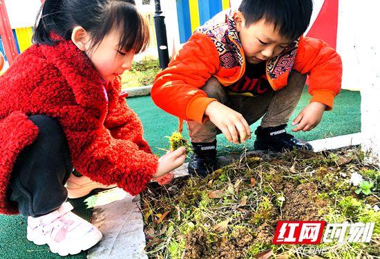 树木|武陵源区机关幼儿园开展植树节环保主题活动