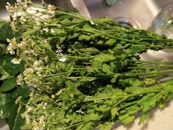 玫瑰|生鲜电商卖花到底靠谱吗？实测报告来了