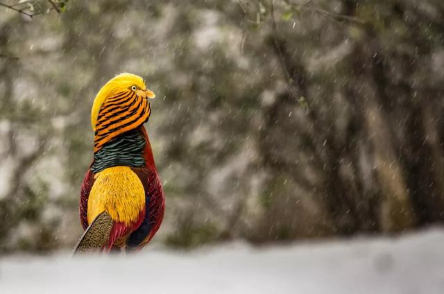 「你的育儿经」书架上的最美中国纪录片《这里是中国》，每一页都震撼人心