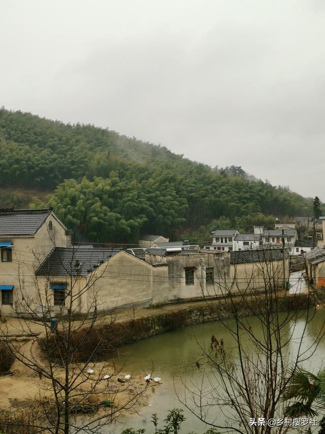 挖笋的技巧图解，学会这6招，你也可以挖到冬笋