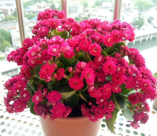 养多年的长寿花老桩，只要掌握技巧，年年开花爆盆，比小苗花量大