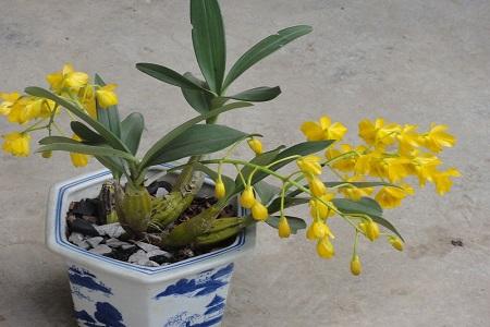 神农本草图经，薯蓣 菊花 甘草 人参 石斛 石龙芮