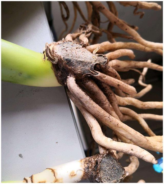 根系|花卉上盆后，什么时候浇定根水？怎样浇？