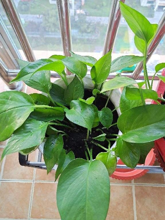 绿萝仙客来，冬天容易黄叶，剪对了还能重现生机