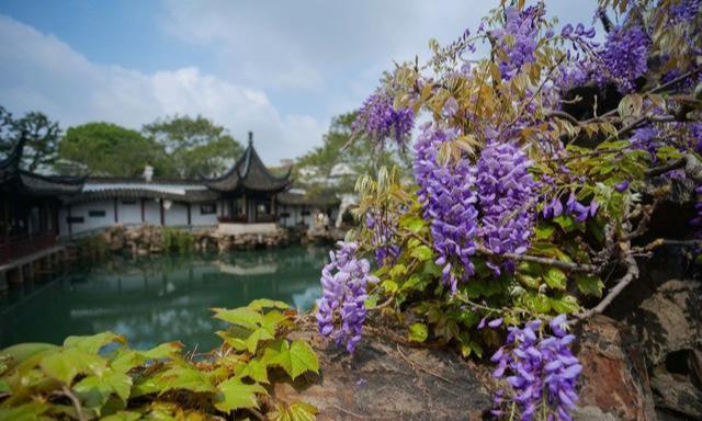 『玩乐足迹』去打卡!苏州园林紫藤花开,如梦的人间四月天来啦~