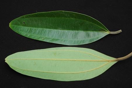 神农本草图经 | 柏实 菌桂 牡桂 天门冬 麦门冬