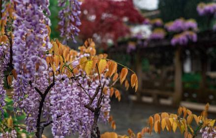 『玩乐足迹』去打卡!苏州园林紫藤花开,如梦的人间四月天来啦~