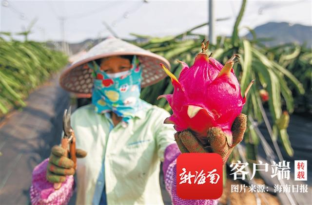 荔枝|海南周刊 | 盛夏至，丰收时，海南各地水果闪亮登场