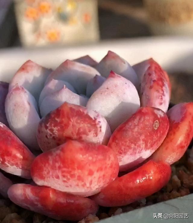 多肉不怕冷，尤其是“厚叶型”，冬天放在露台上，叶片更诱人