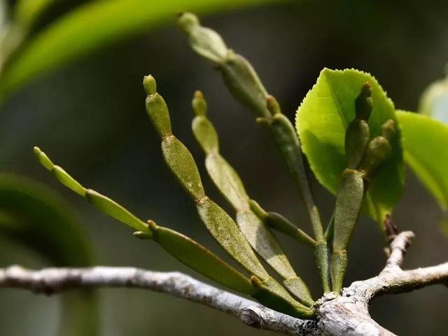 茶树“3大寄生植物”：年轻人当杂草除，殊不知在古代是皇家贡品