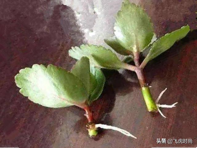 四种花一年四季能插扦，生根很容易，掌握方法才是重点