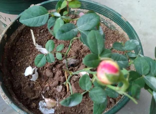 大蒜养花，防腐、防虫还能促发芽，好处多不胜举