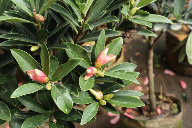 茶花好不容易冒花苞，竟然哗哗掉光了，原来问题出在这3点