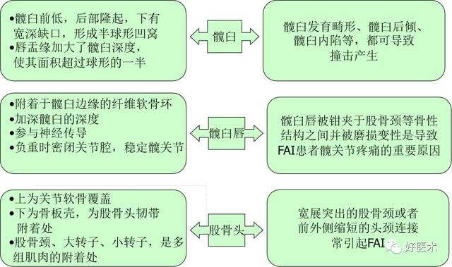 一文读懂髋关节撞击综合征